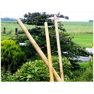 Bamboepalen